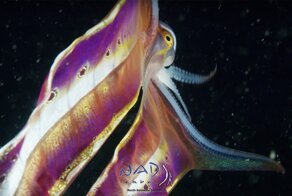 Завораживающие кадры парящего осьминога, расправившего свою двухметровую мантию