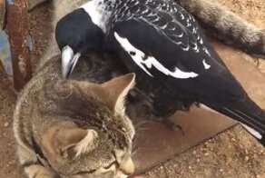 Кошка стойко переносит нападки назойливой сороки