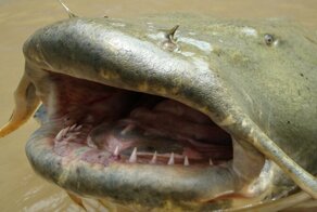 Старая байка —  в старом старом озере жил сом