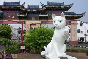 7 удивительных мест, которые определённо понравятся любителям котиков