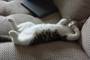 30 животных, которых недавно забрали из приюта домой