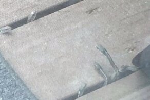 Пара обнаружила логово змей под полом