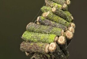 Всё своё ношу с собой