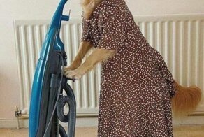 Собачья фотовсячина