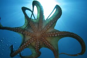Опасен ли осьминог для человека?