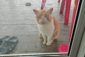 Пришёл к нам кот