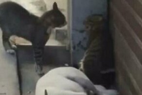 Коты-драчуны напугали спящего пса