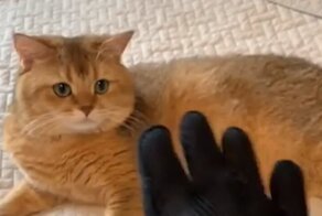 Модная шляпка для кота