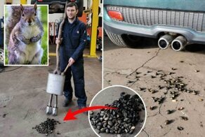 Автомобиль отправился в автосервис после того, как белка спрятала сотни орехов в выхлопной трубе