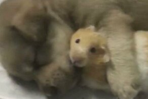 Хомяк угодил в объятия щенка