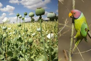 Попугаи пристрастились к опиуму и сеют хаос