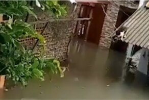 Кот преодолевает водную преграду после наводнения