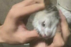 Спасение застрявшего в трубе котенка