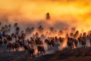 Лучшие снимки Sony World Photography Award