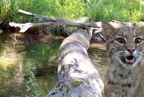 Американец установил цифровое окно в мир природы