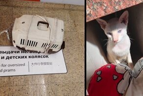 Бездействие в деле о гибели котов в аэропорту