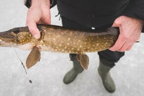 Поставили жерлицы на старых лунках. Будет ли снова трофейная щука?