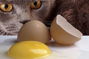 Ту би ор нот ту би?