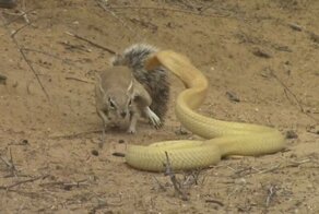 Земляная белка своим упорством спасла детёнышей от кобры