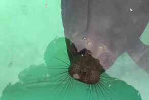 Тюлень Крошик вышел на тонкий лед
