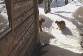 Домашняя кошка не испугалась забравшейся на её территорию рыси