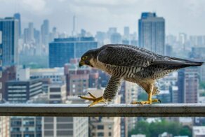 Птицы наших городов