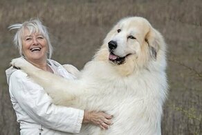 Чокнутый блондин: здоровенный пес, названный в честь Бориса Джонсона