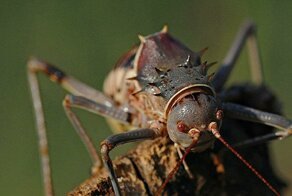 Бронированный кузнечик: Адские животные Африки. Киборг-убийца с отравленной кровью!