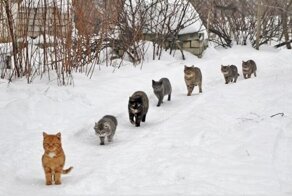 Очаровашки с улицы!