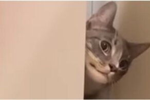Кот попытался незаметно подкрасться к хозяйке