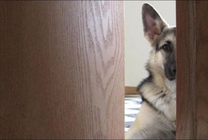 Хороший песик (2 фото)