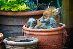 Победители конкурса фотографий дикой природы Essex Wildlife