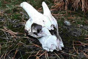 20 загадочных находок, которые люди случайно обнаружили в лесу
