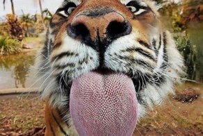 Намешалось