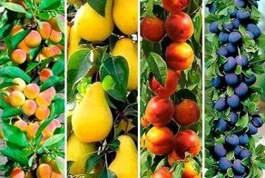 Колоновидные сады будущего: урожай из ниоткуда