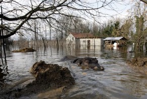 Из зоопарка в Черногории сбежал бегемот (7 фото)