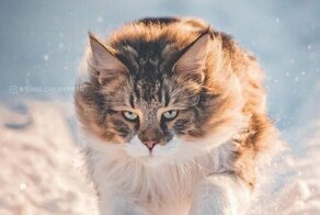 Норвежский лесной кот: величественный и мощный