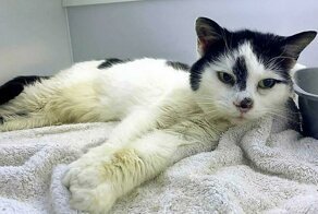 Женщина нашла пропавшую кошку через 11 лет