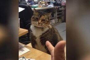 Лапы вверх: Кот притворился, что сдается