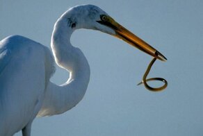 Их едят, а они глядят: как остаться в живых, пройдя через пищевод хищника
