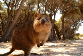 Квокка - самое счастливое животное на планете