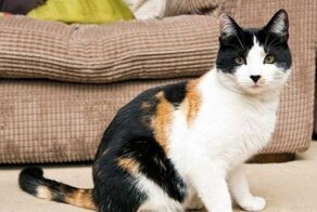 Уникальный трёхцветный кот Джейк из Великобритании