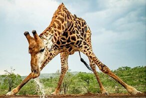 Жираф на водопое чуть не сел на шпагат