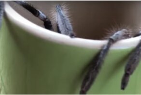 Незваный гость удобно устроился в чашке