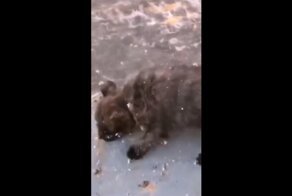 Щенок, который не привык учиться на своих ошибках