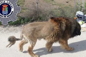 В Испании сбежавший лев оказался собакой