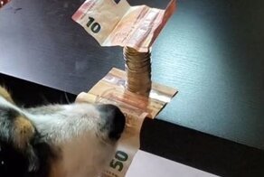 Пёс научился  вытаскивать банкноты из-под монет