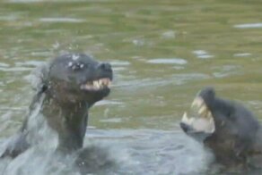 Ожесточенная водная схватка двух гиен