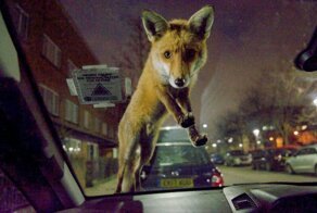 Победители конкурса любительской фотографии Mammal Photographer of the Year