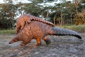 Зачем убивают панголинов